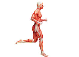 Πως βοηθάνε οι διατάσεις των μυών και των ποδιών; 