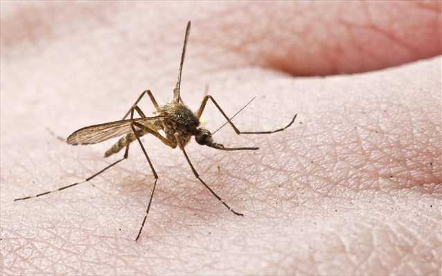 Κουνούπια: Με ποιους τρόπους εντοπίζουν το ανθρώπινο σώμα και τι πρέπει να κάνουμε
