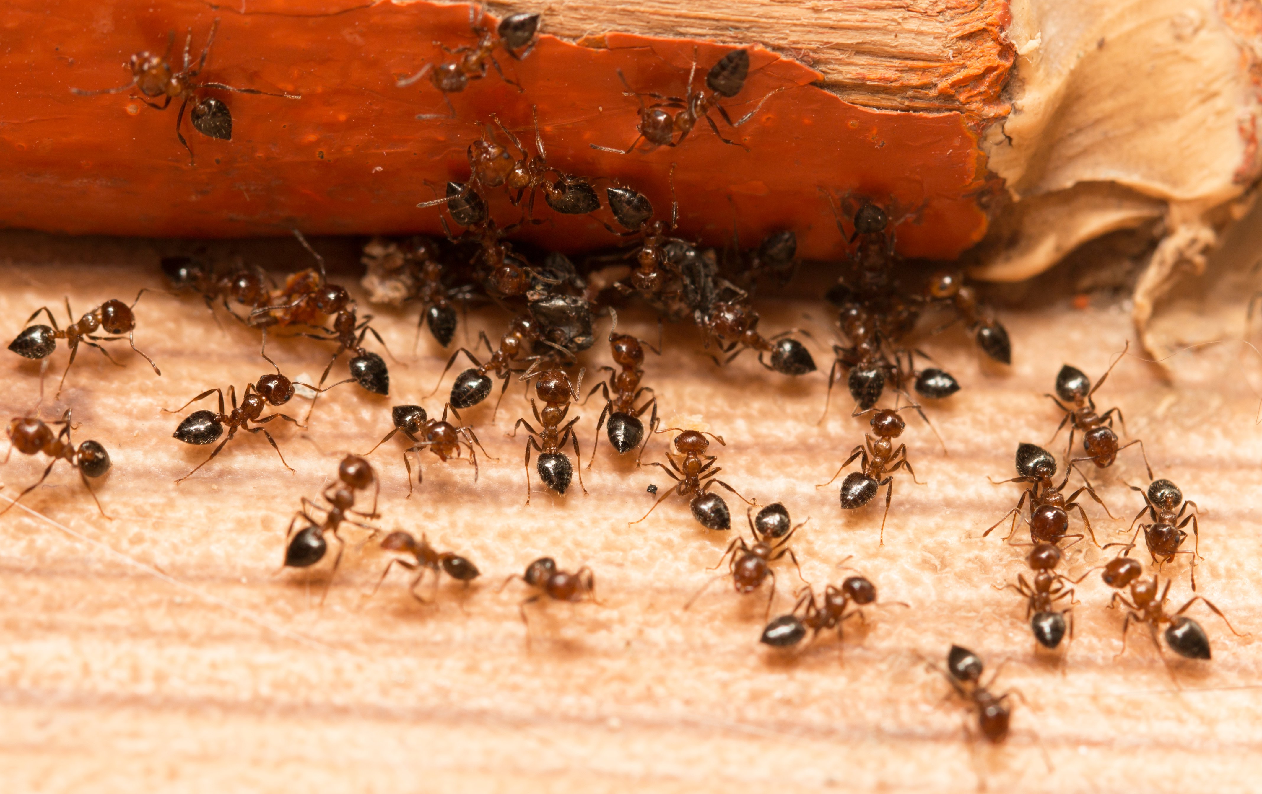6 τρόποι να απαλλαγείτε οριστικά από τα μυρμήγκια στο σπίτι